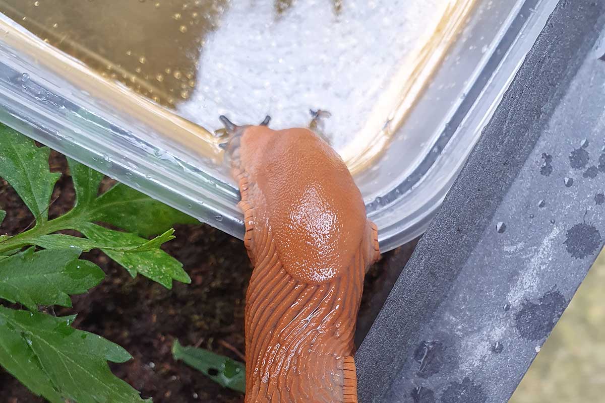 Pasca s pivom pre slizniaka