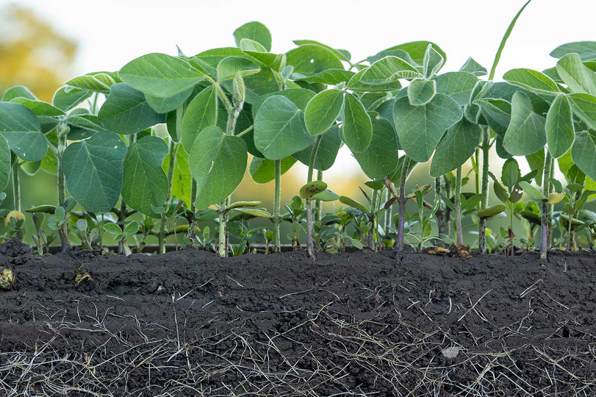 Biostimulátor na podporu koreňov rastlín