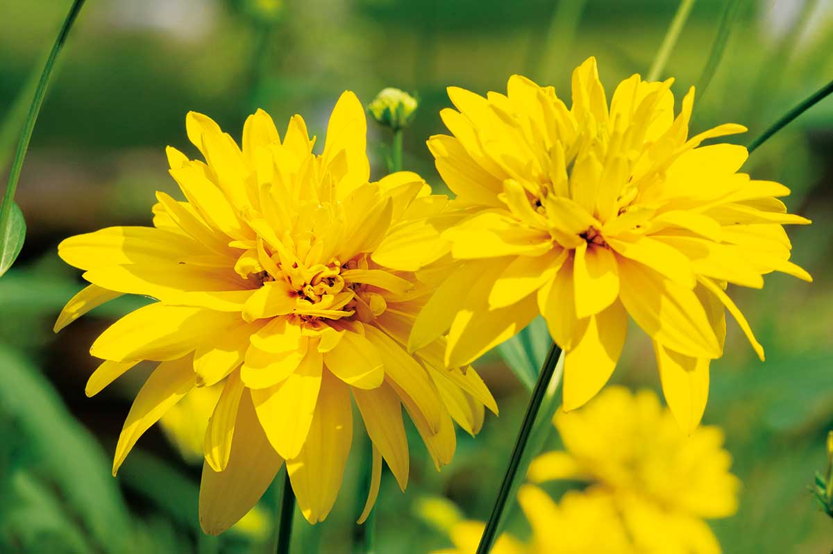 Rudbekia strapatá