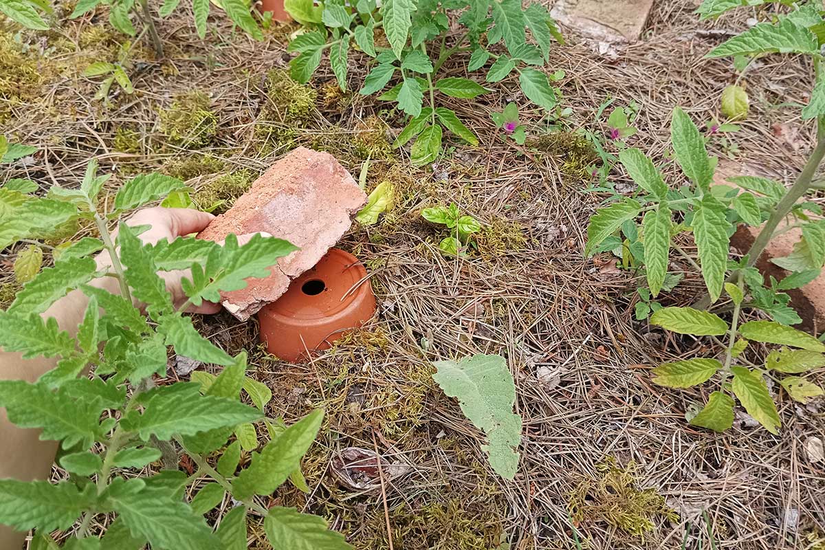 Terakotový kvetináč ako zavlažovacia nádoba olla