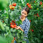 Postupy pri starostlivosti o rajčiny