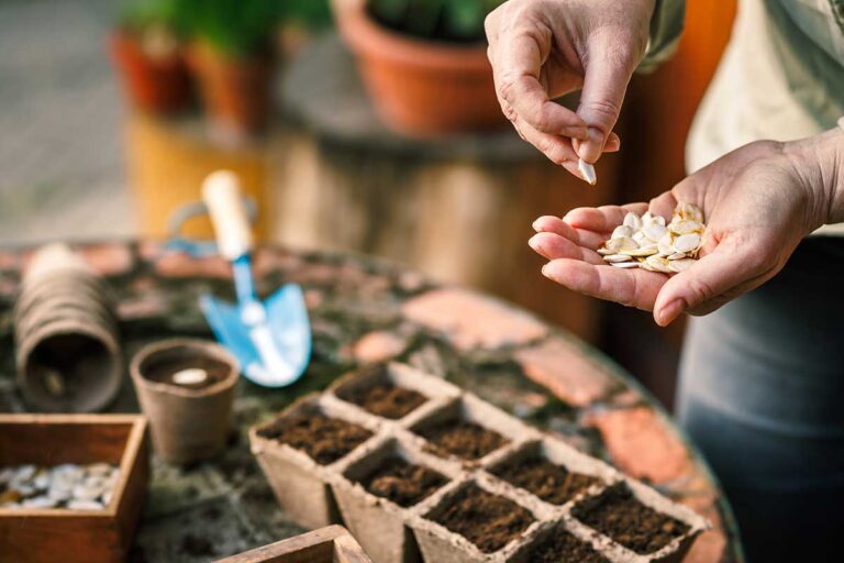 Apríl je ideálny na výsevy uhoriek a tekvíc. Tieto odrody ešte stíhate vysiať!