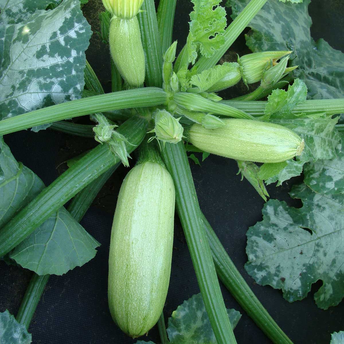 Tekvica cuketa ‘WANDA’