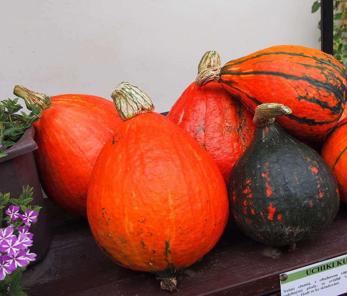 Tekvica hokkaido ‘UCHIKI KURI’