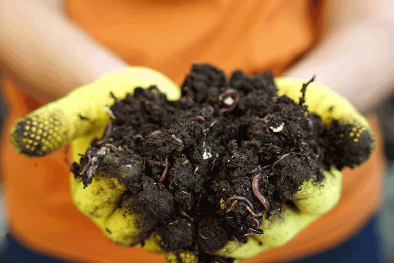 Hnojte ako profík! Ako dážďovky pomáhajú zvýšiť množstvo kvetov a veľkosť plodov?
