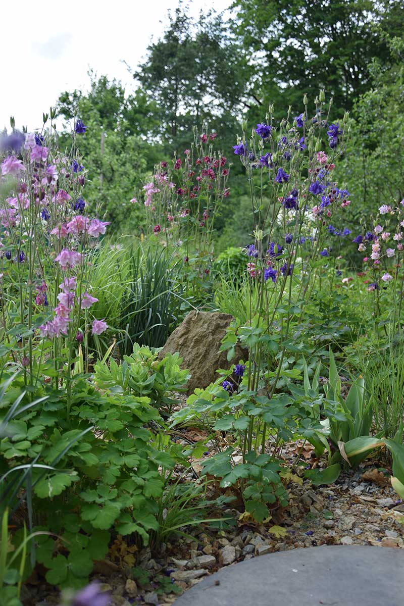 Záhon s trvalkami a okrasnými trávami