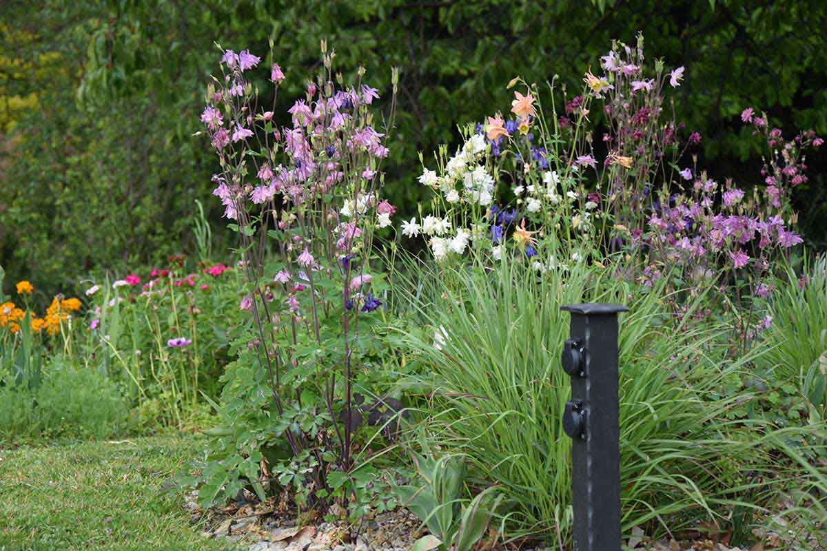 Pestré trvalky a okrasné trávy v záhone