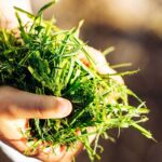 Čo robiť s pokosenou trávou v záhrade