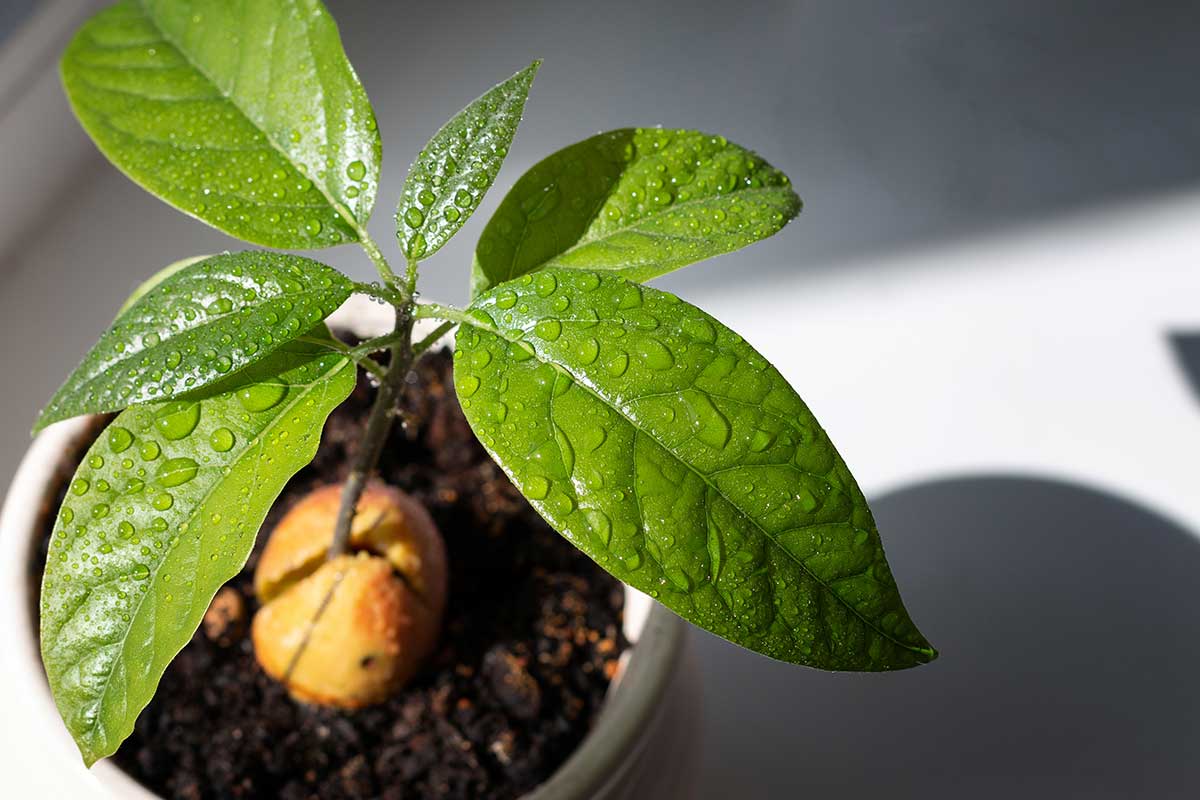 Pestovanie avokáda v kvetináči
