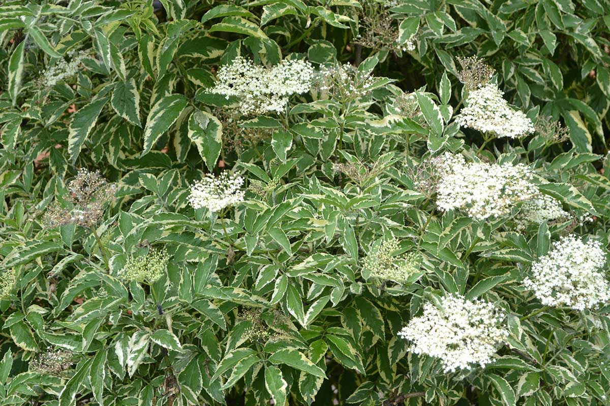 Baza čierna Marginata