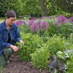 Chelsea rez neskoro kvitnúcich trvaliek