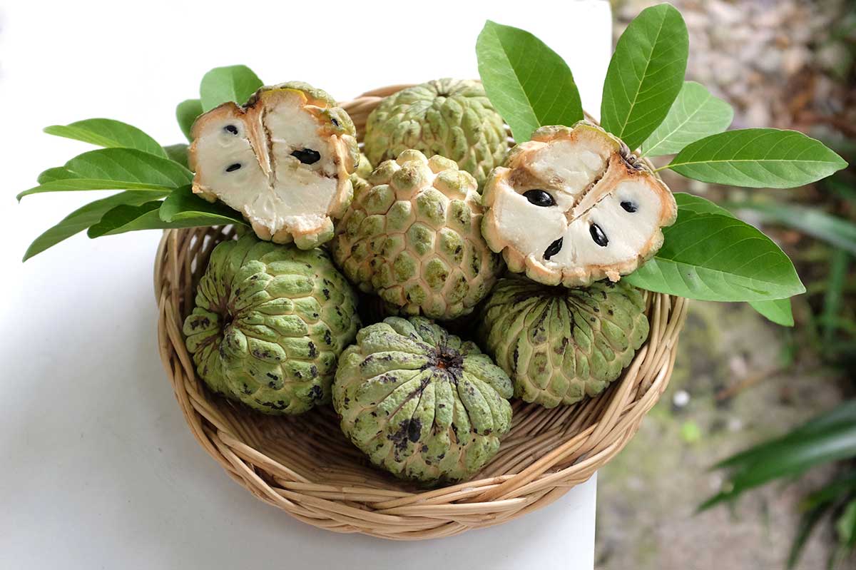 Cherimoya alebo inak anona