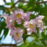 Chitalpa taškentská