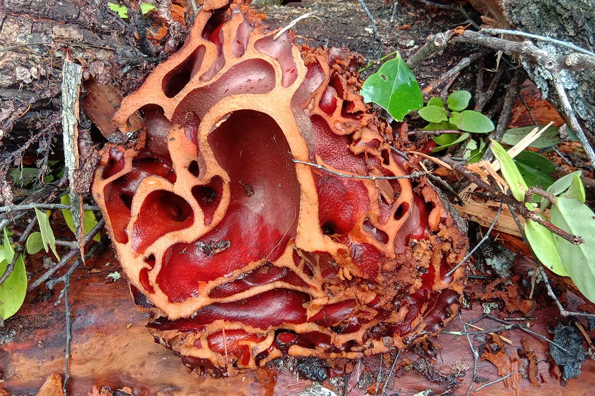 Myrmecodia a jej chodbičky pre mravce