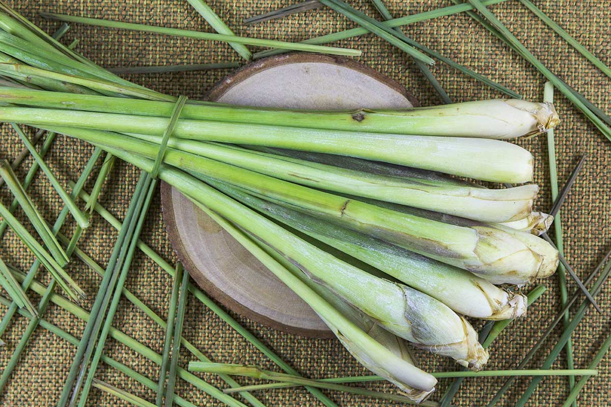 Cibuľky citrónovej trávy