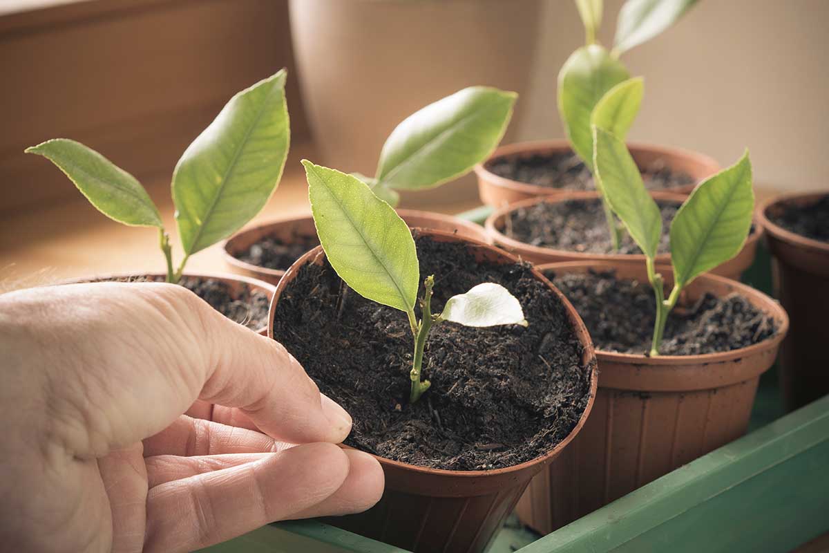 Mladé rastlinky citrusov