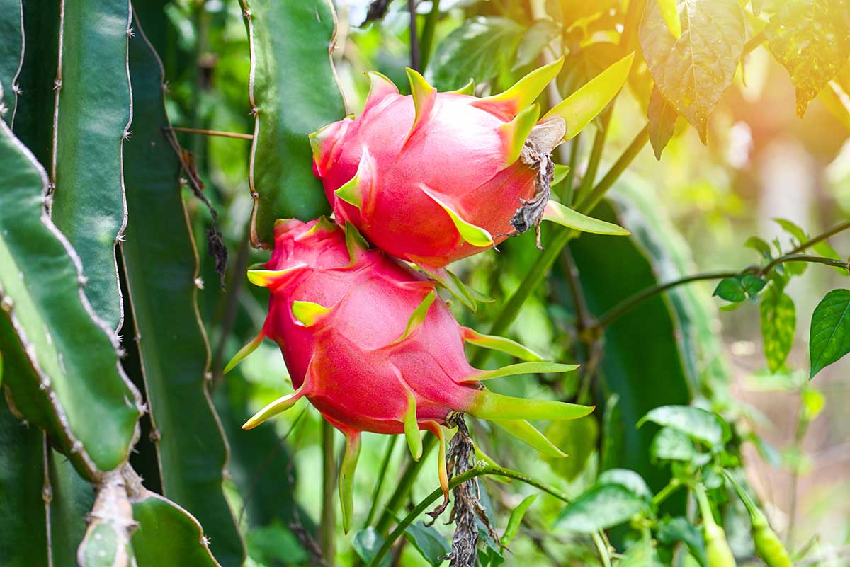 Pitahaya alebo inak dračie ovocie