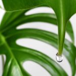 Kvapka vody na listoch monstery spôsobená gutáciou