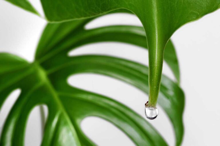 Z listov rastlín kvapká voda? Toto je dôvod, prečo sa netreba znepokojovať