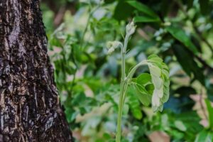 Pýtali ste sa v záhradkárskej poradni: Môžu sa rastliny rozprávať medzi sebou?