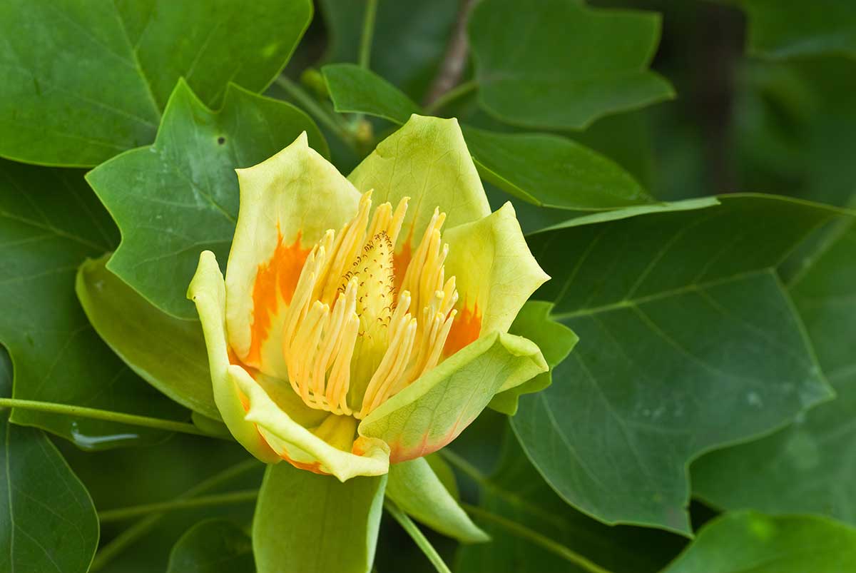Ľaliovník tulipánokvetý