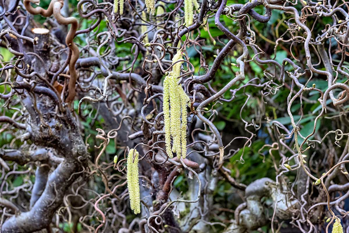 Jahňady liesky obyčajnej Contorta