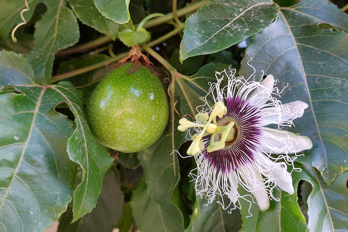 Mučenka alebo inak marakuje s kvetom a plodom