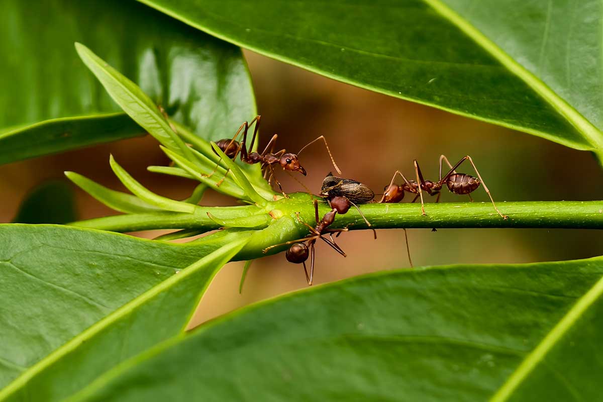 Myrmekofilné rastliny