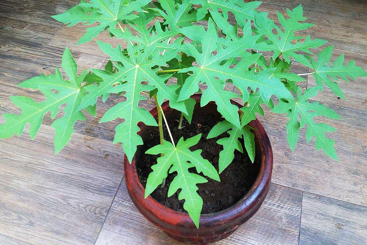 Pestovanie papáje v kvetináči