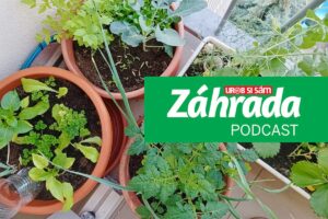 Nemáte záhradu? Nevadí! Pestujte zeleninu, bylinky či kvety na balkóne – o tom je nová epizóda podcastu Záhrada
