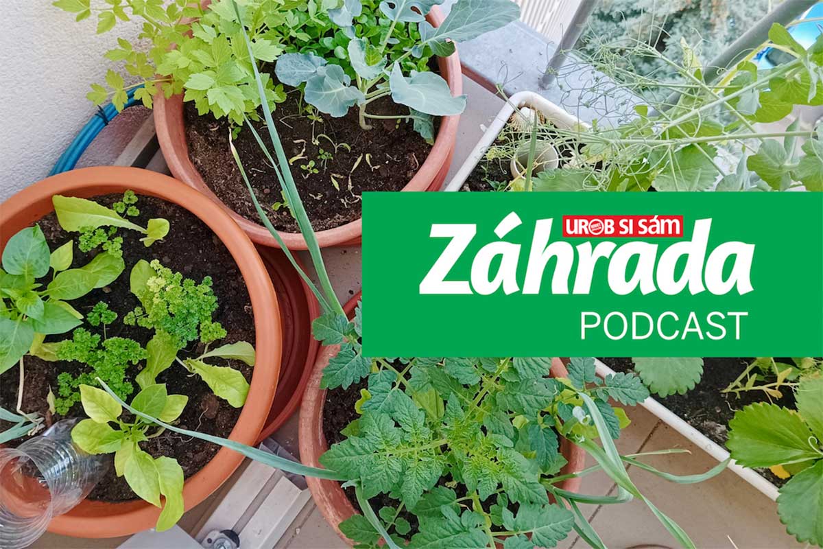 Podcast Záhrada o pestovaní na balkóne