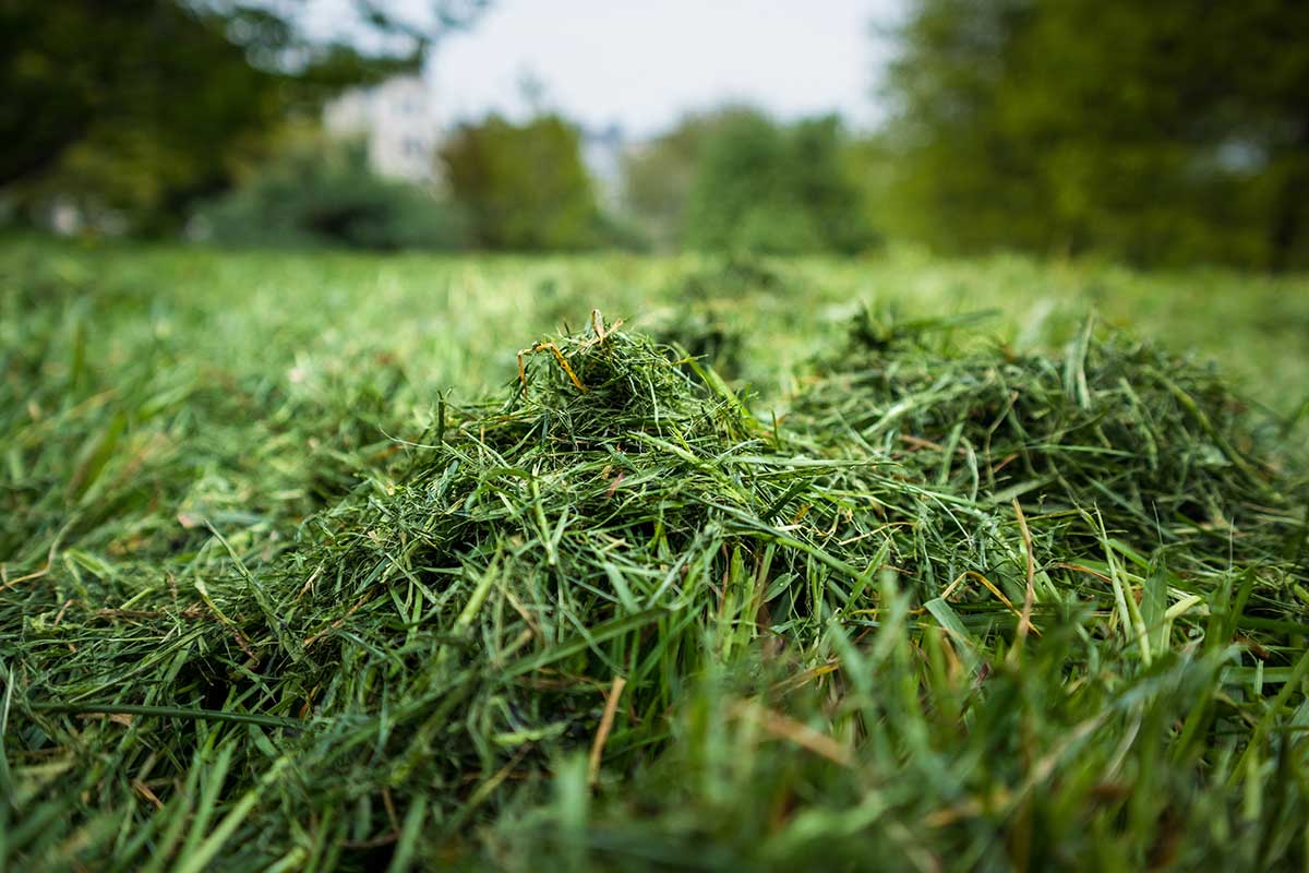 Grasscycling alebo ponechanie pokosenej trávy na trávniku