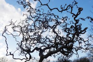 4 nevšedné dreviny, ktoré nezaujmú listom ani kvetom, ale tvarom konárov