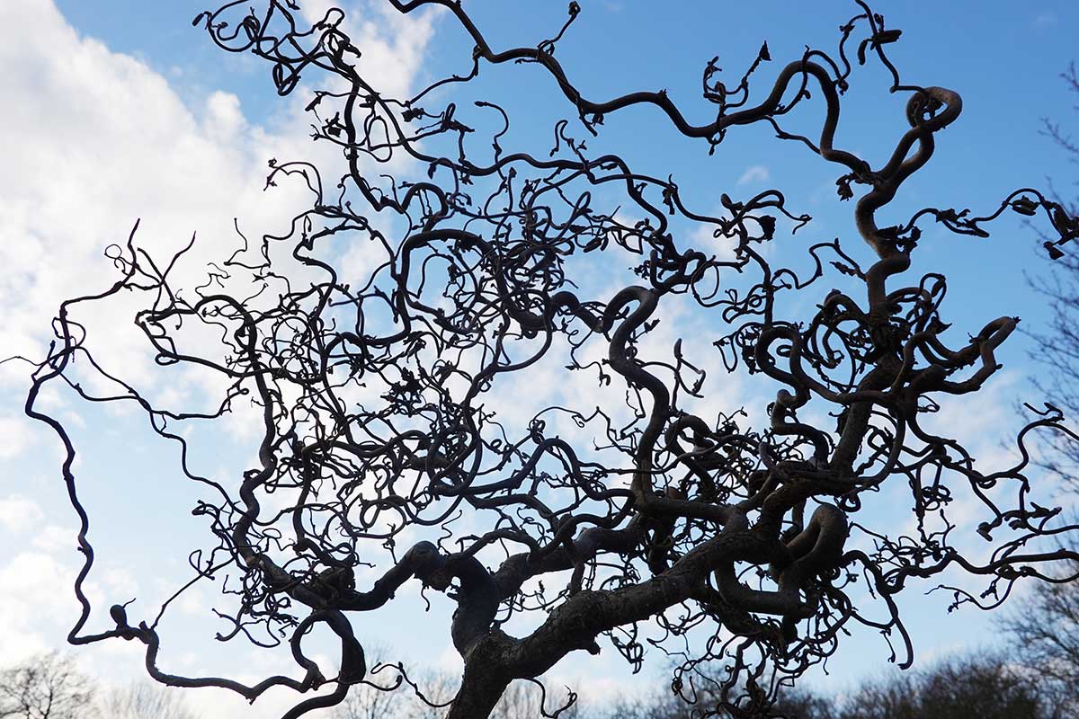 Pokrútená drevina lieska obyčajná Contorta