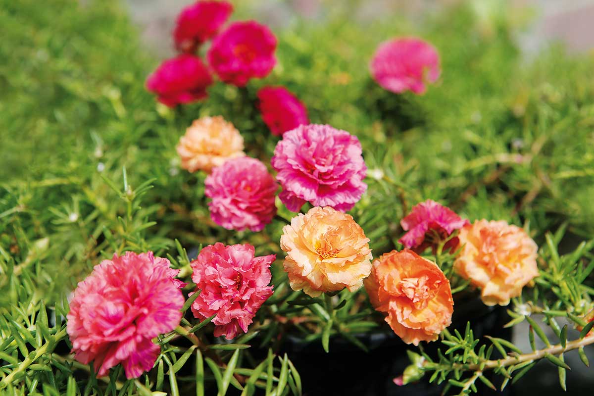 Portulaka veľkokvetá