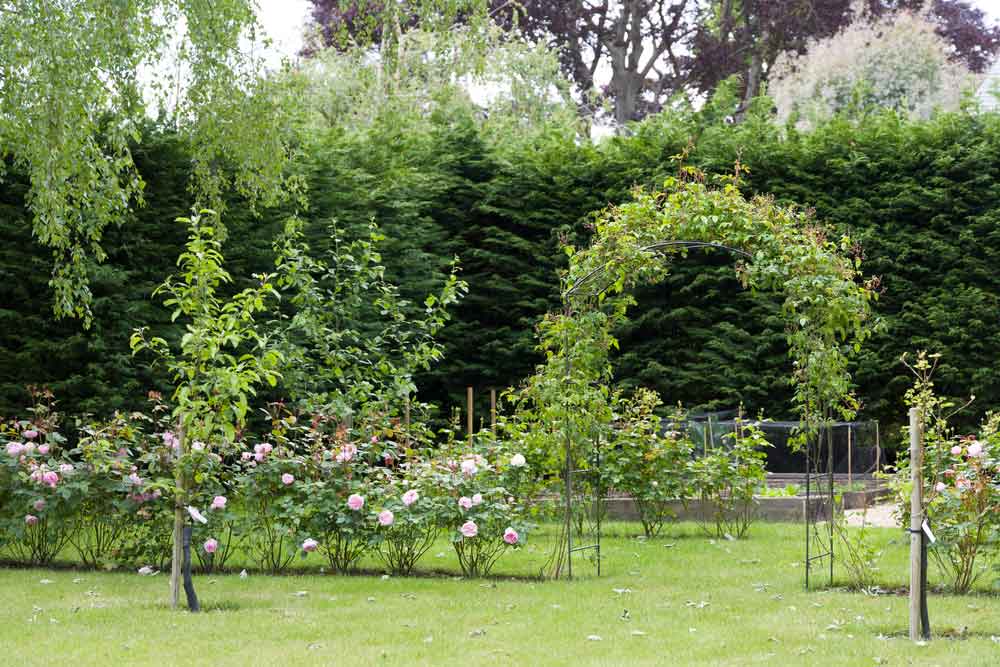 Záhrada, živý plot z cyprusovca leylandského