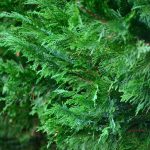 Cyprusovec leylandský