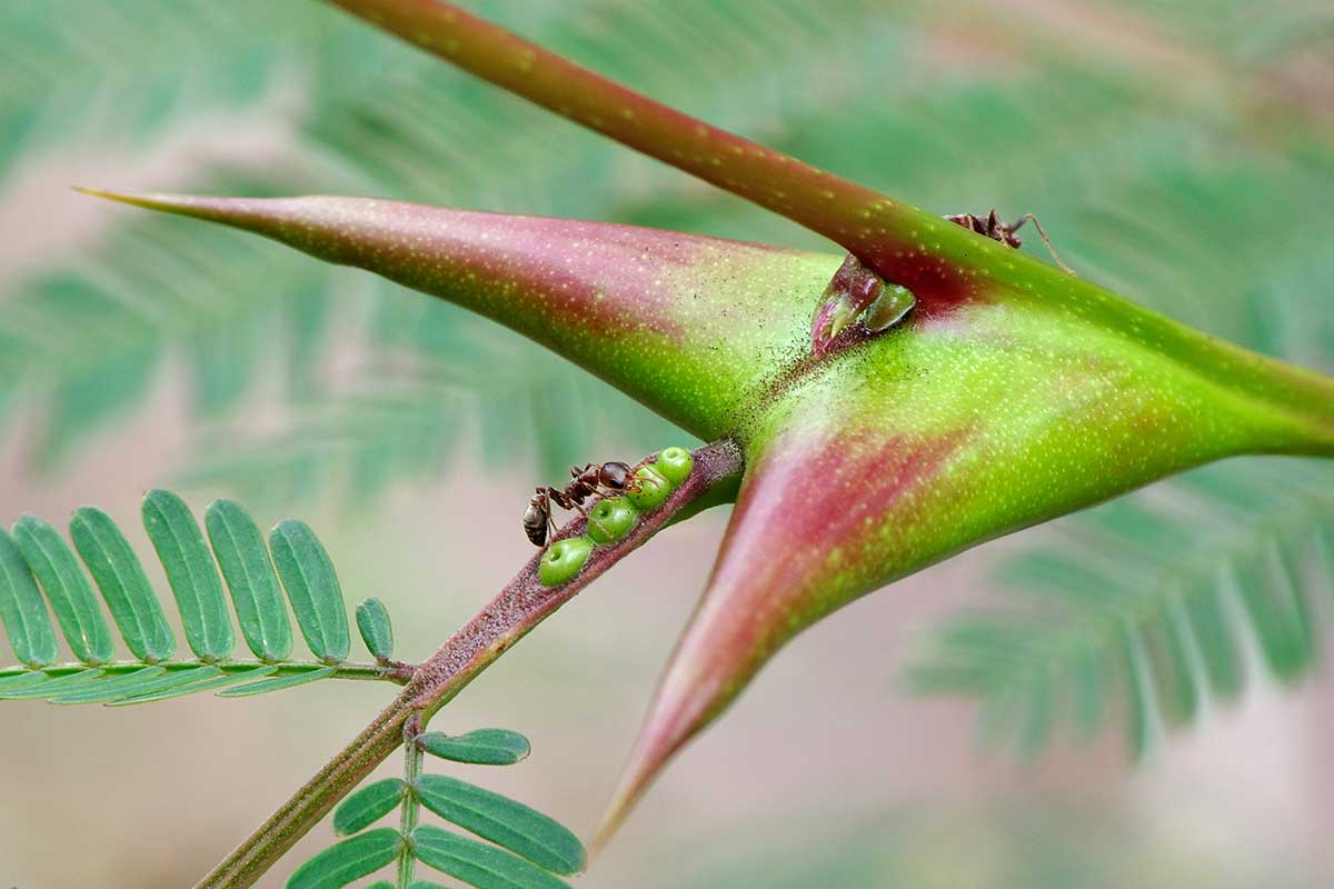 Symbiotický vzťah medzi mravcami a akáciou