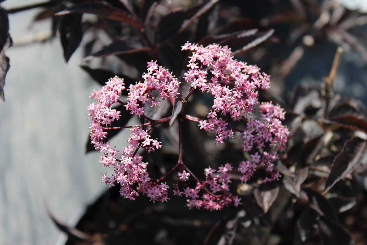 Baza čierna Guincho Purple