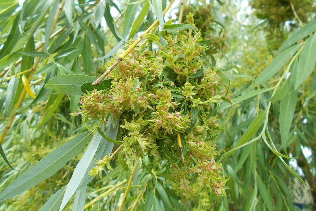 Hálky na vŕbe spôsobené roztočom vlnovníkom vŕbovým