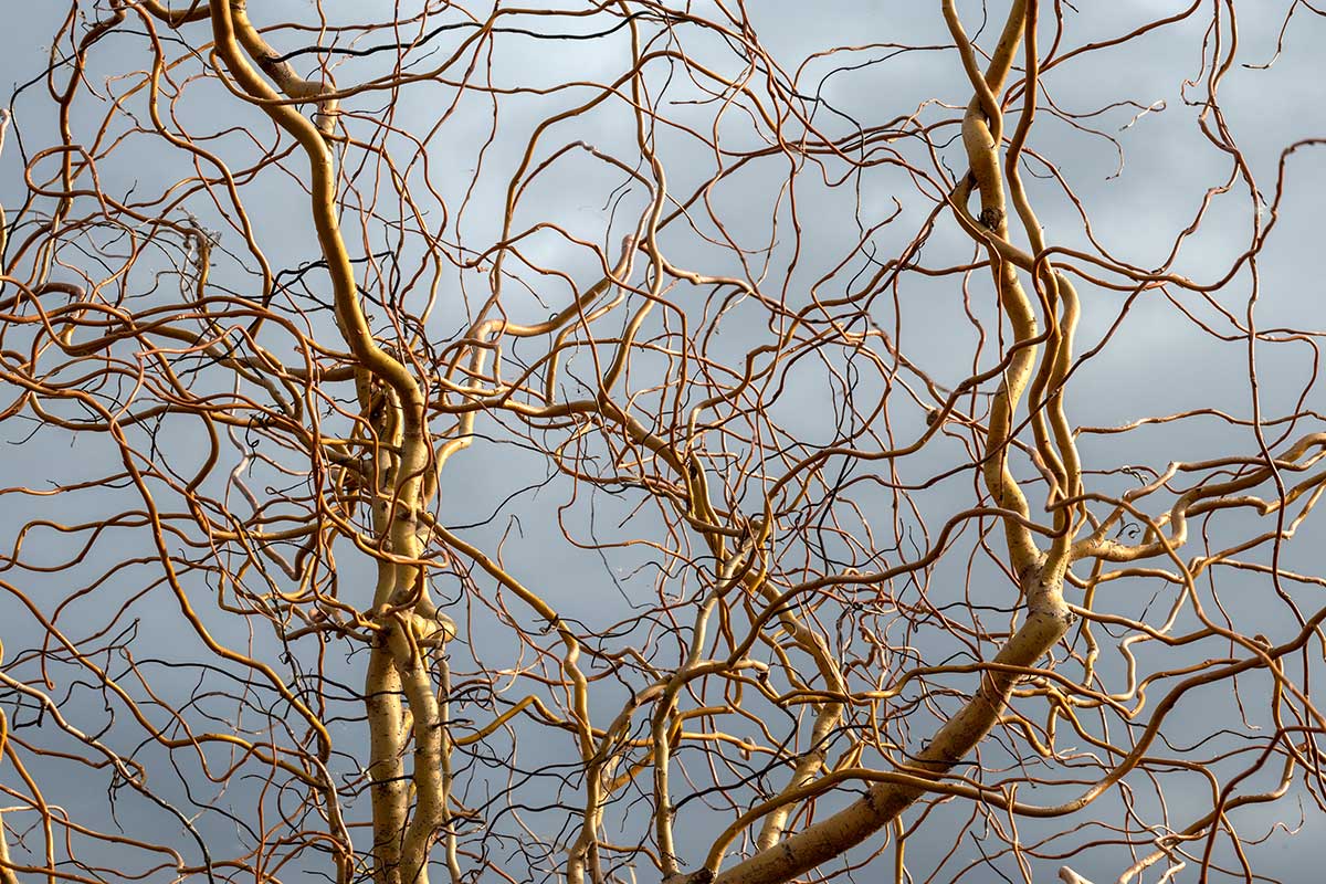 Vŕba Matsudova Golden Curls