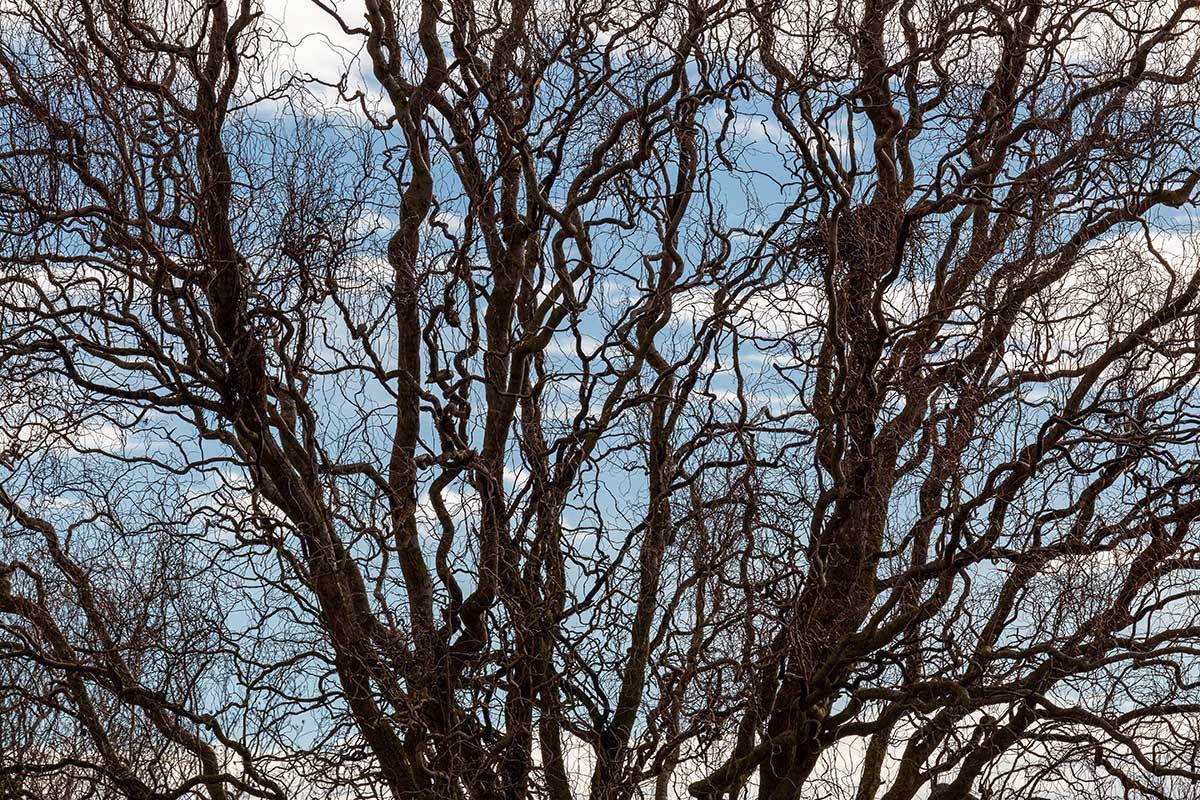 Vŕba Matsudova Tortuosa