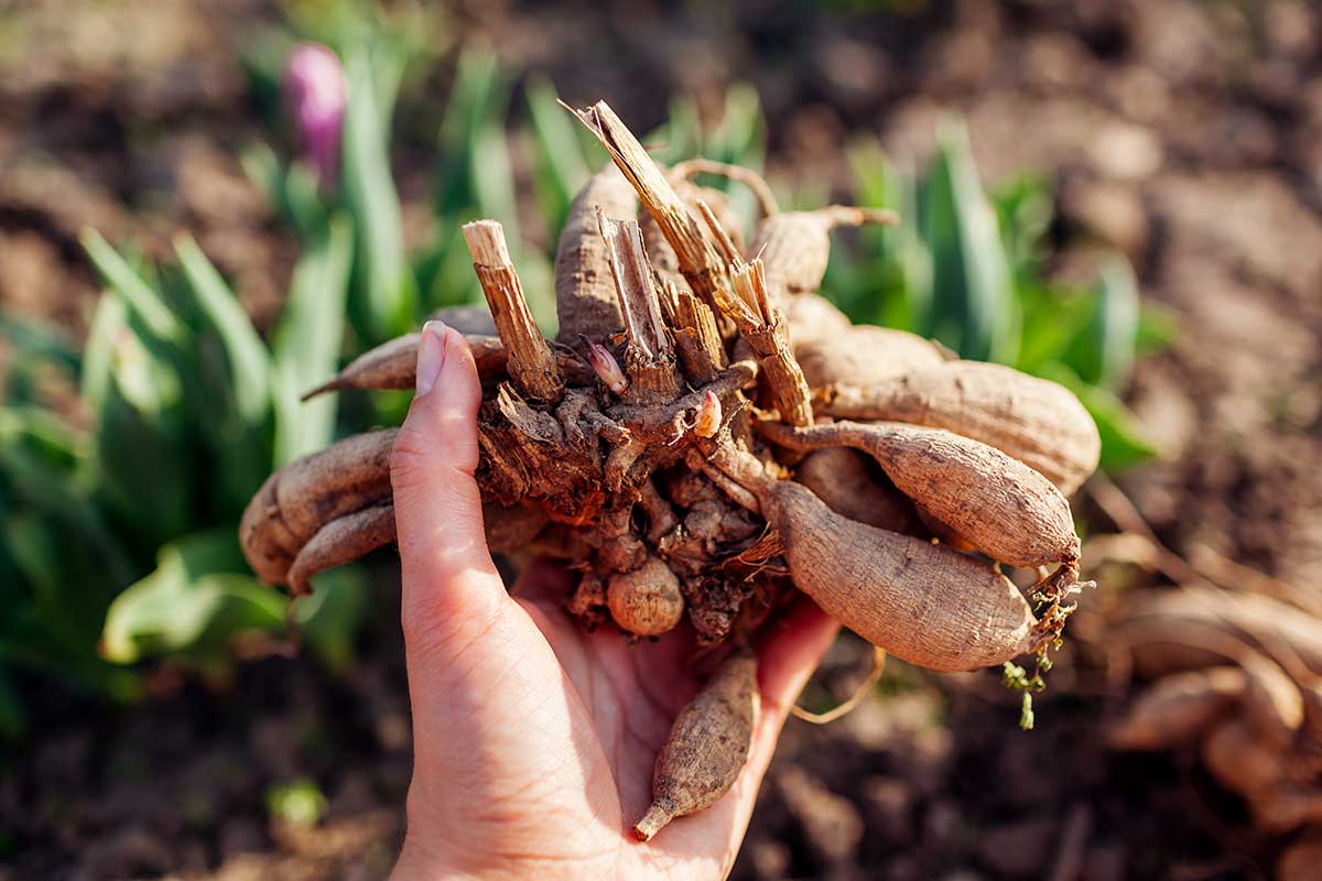 Výsadba hľúz georgín a gladiol
