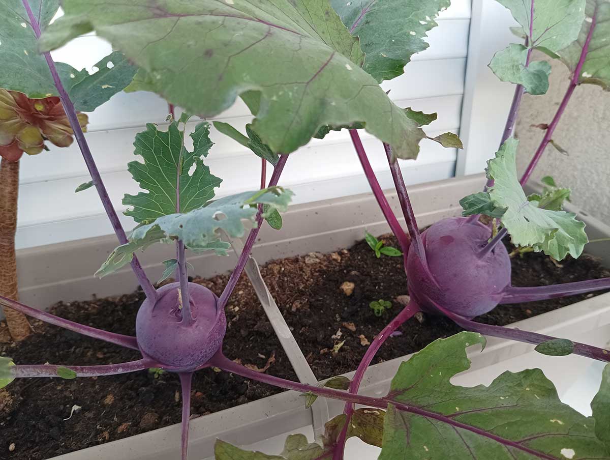 Jarné kaleráby na balkóne