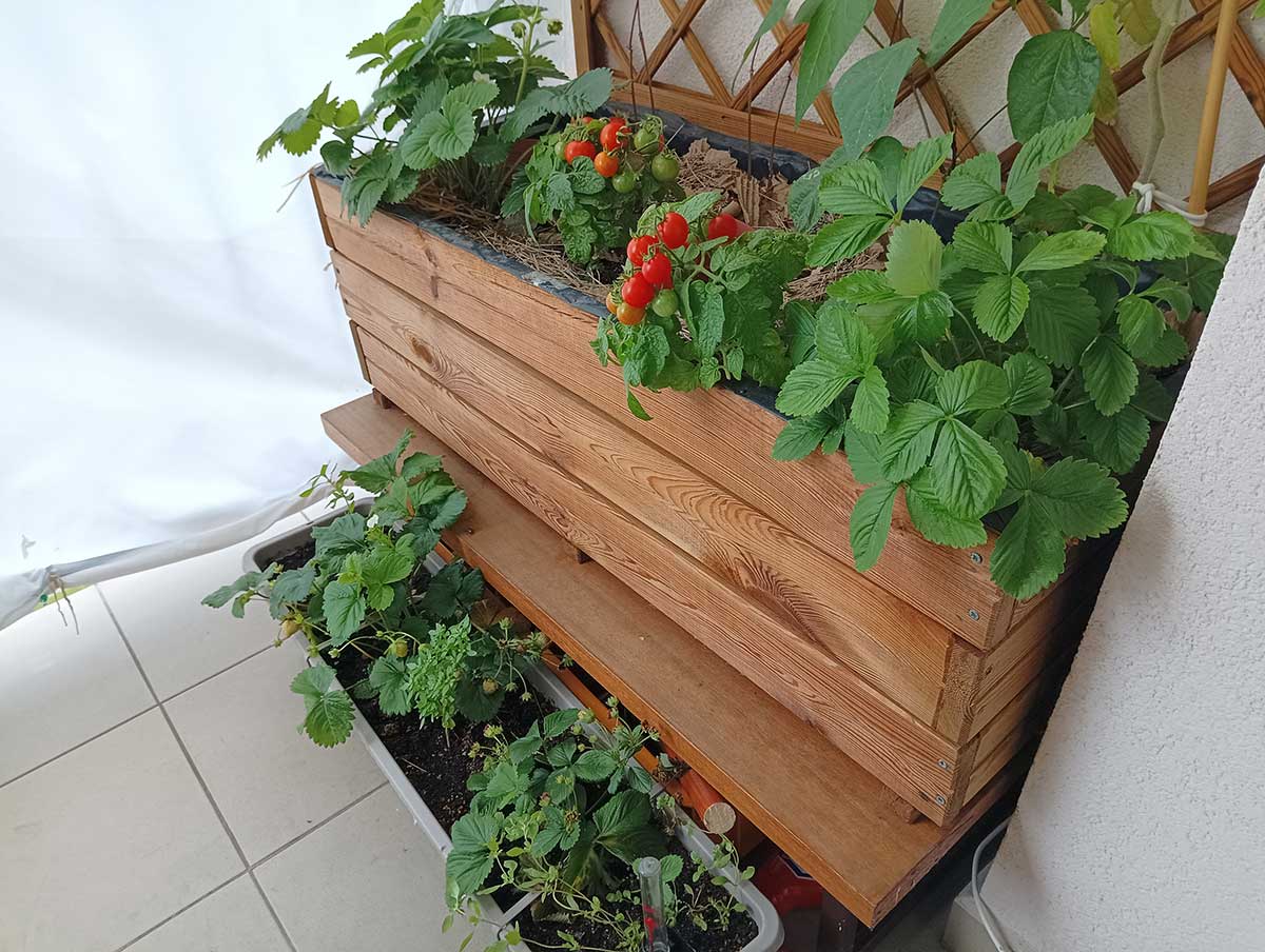 Jahody a zelenina pestované na balkóne v drevenom kvetináči