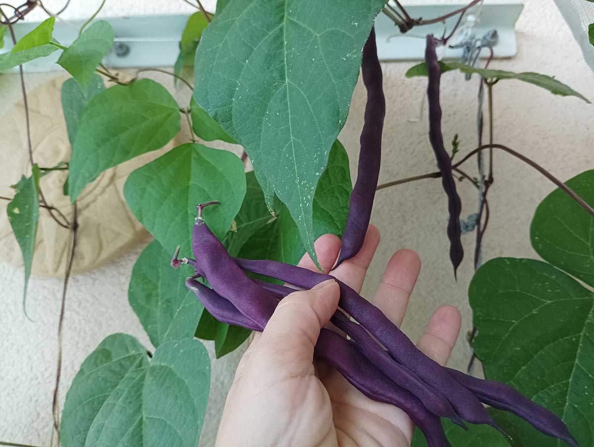 Prvé fazule a uhorka z balkóna