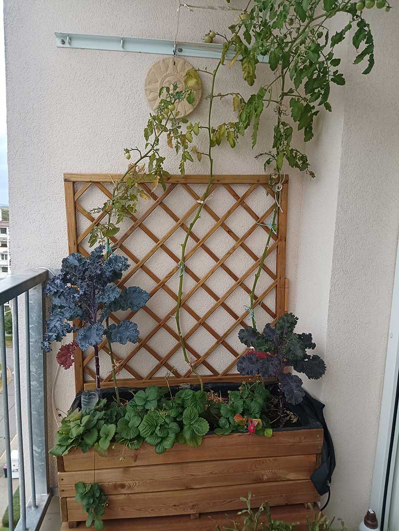 Kel, jahody a paradajky na balkóne v októbri