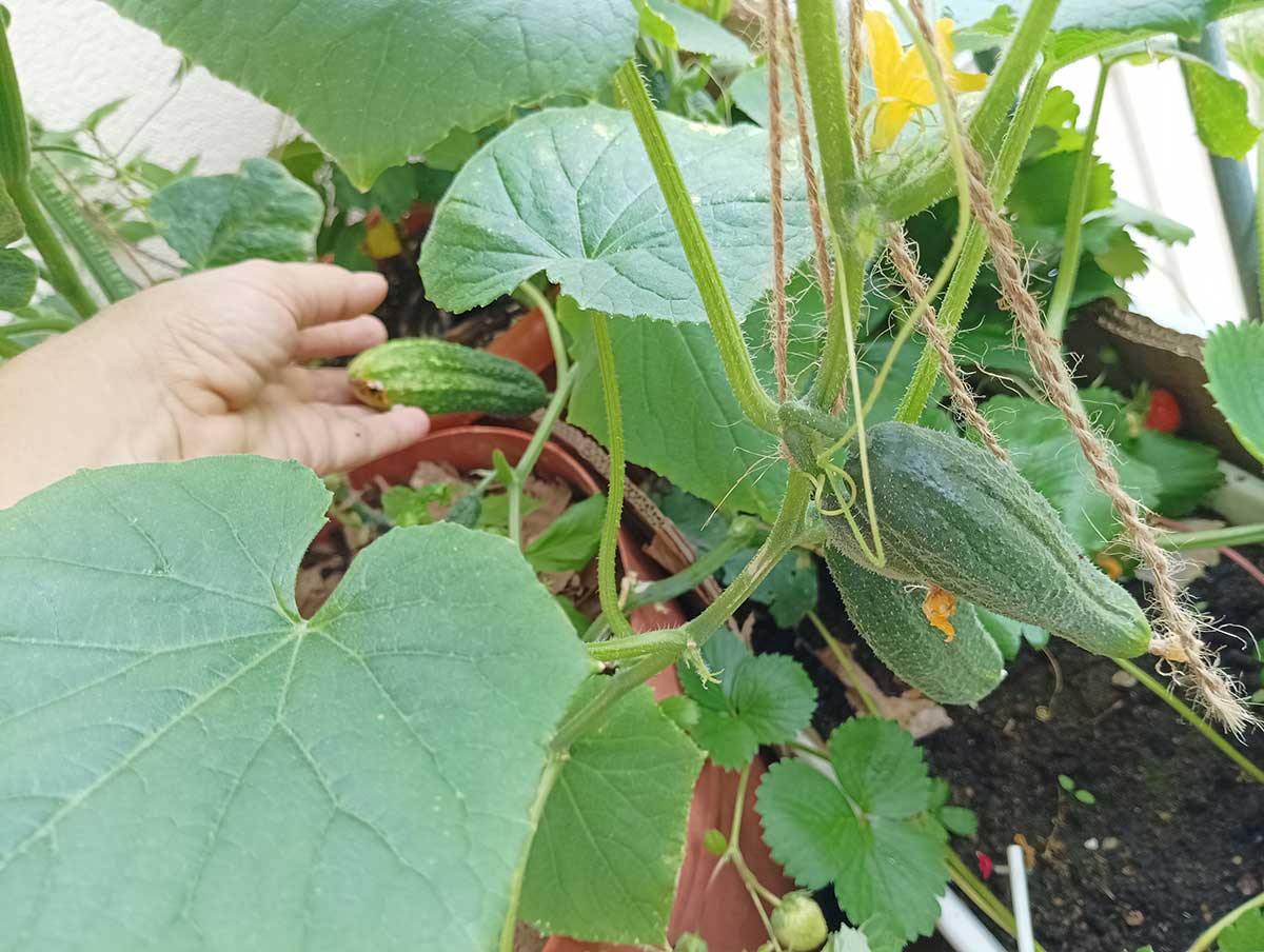 Uhorky pestované na balkóne