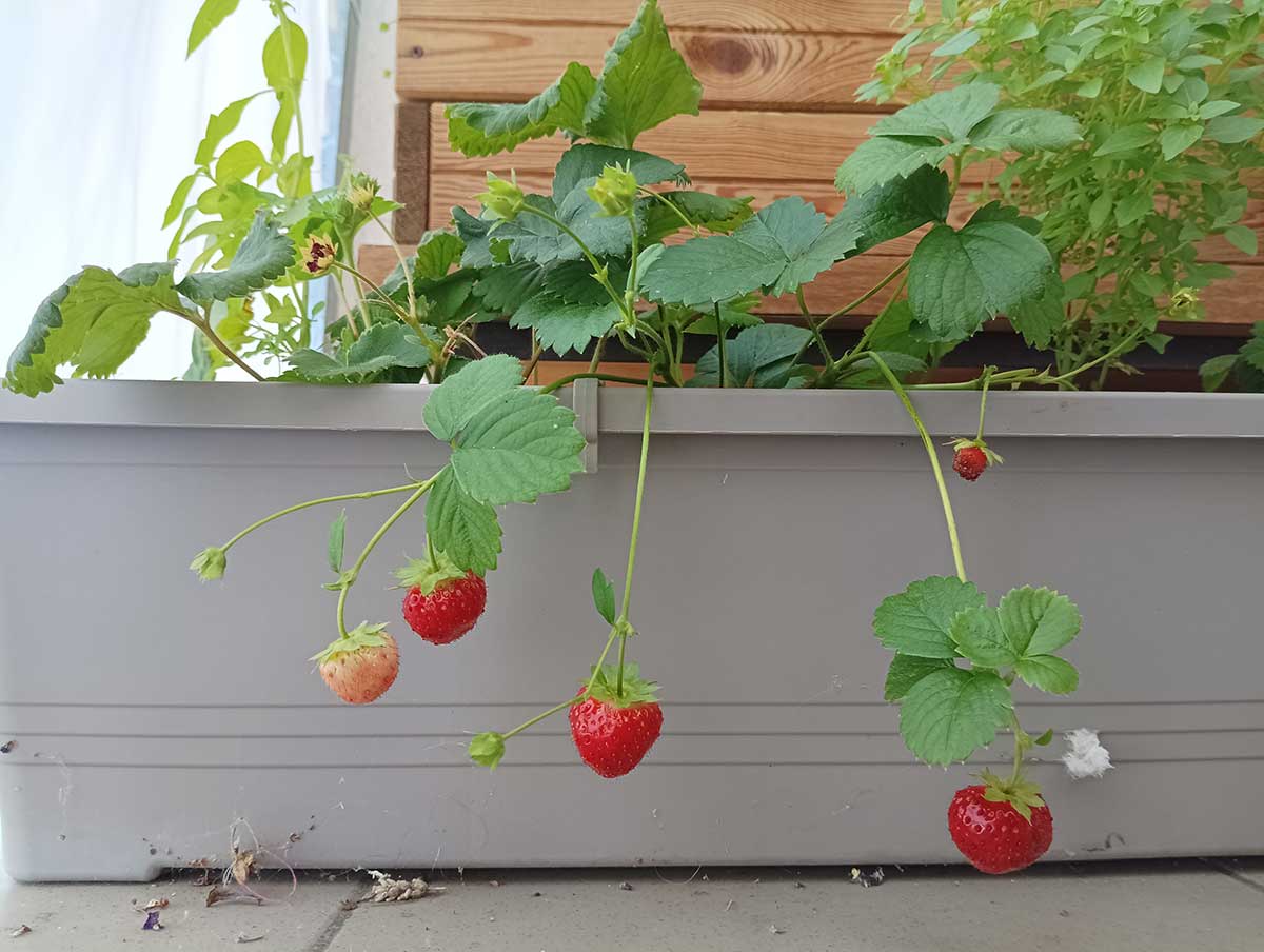 Jahody z balkóna