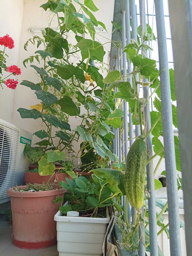 Stav pestovaných rastlín na balkóne v septembri